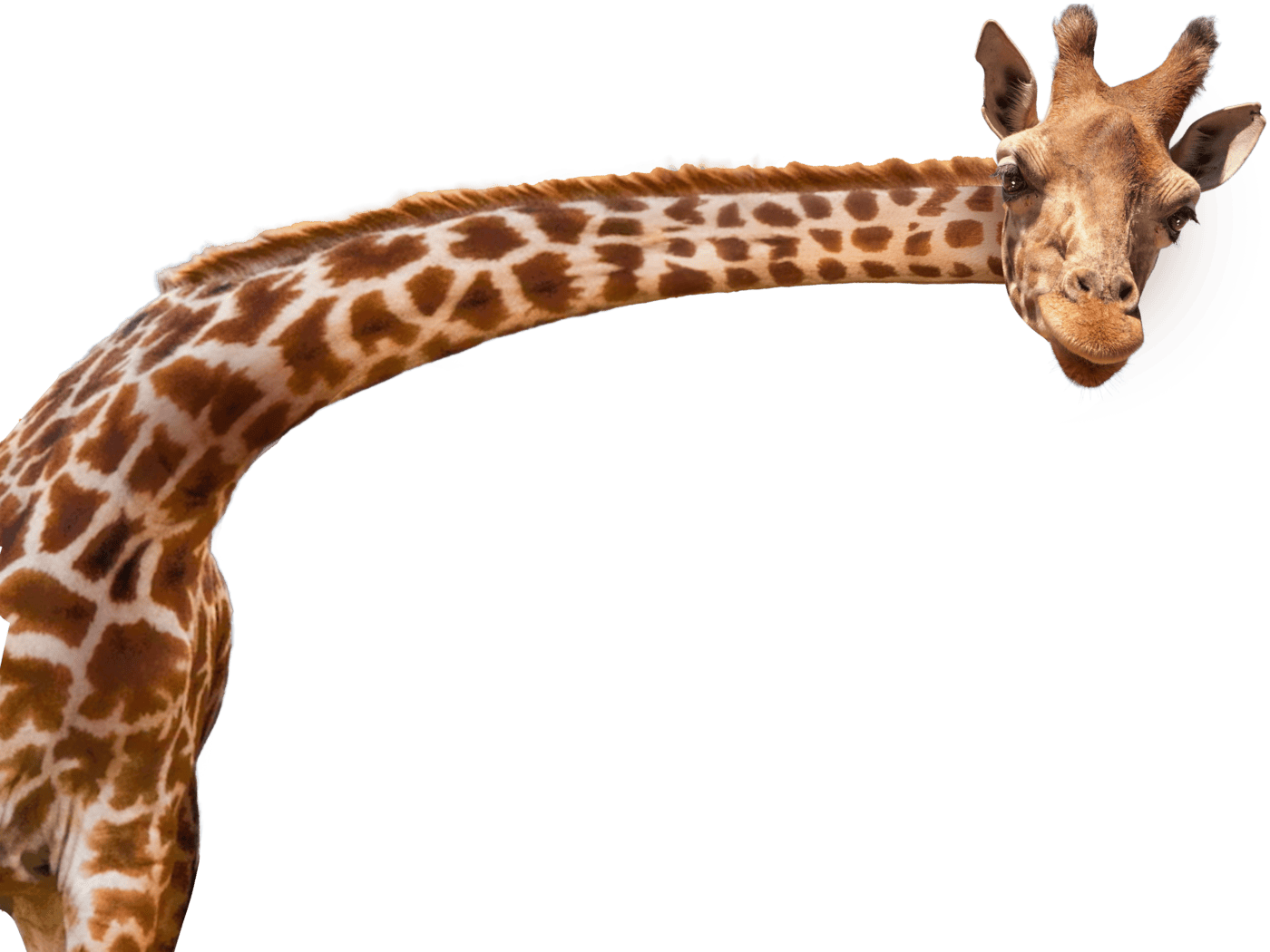 giraffe